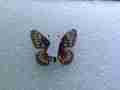 Euphydryas phaeton (vero, aberration) (Internet Image property of respective owner, non-commercial use only)